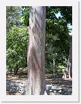 100_4768 * Tree with multicolored bark. * 1944 x 2592 * (1.3MB)