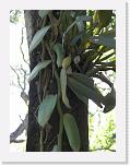 100_4790 * Close up of Vanilla plant. * 1944 x 2592 * (931KB)