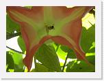 100_4830 * Bee inside of a flower. * 2592 x 1944 * (1.82MB)