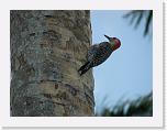 100_4837 * Woodpecker. * 2592 x 1944 * (2.43MB)
