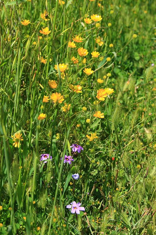 russianridge15.JPG - Yellow and purple flowers.