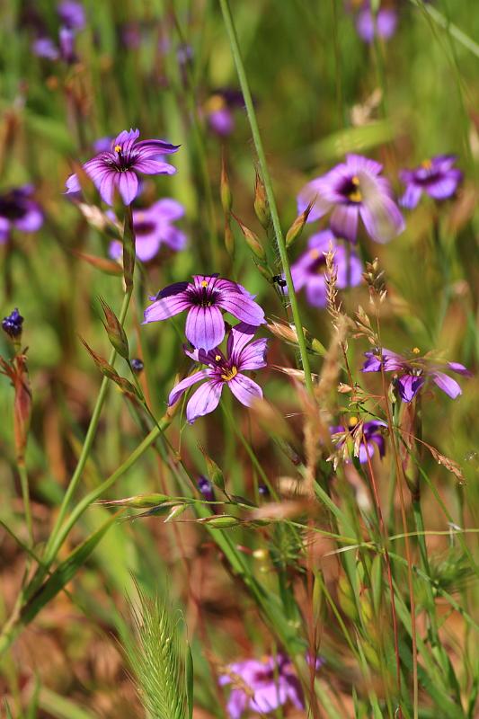 russianridge46.JPG - Purple flowers.