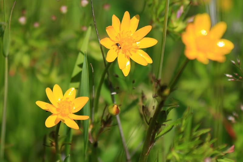 russianridge52.JPG - Yellow flowers.