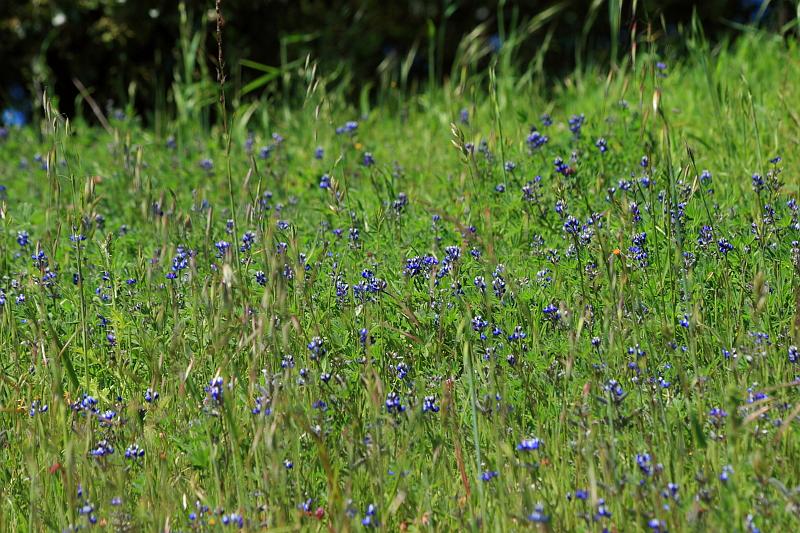 russianridge60.JPG - Small bluish flowers.