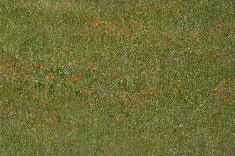 russianridge63.JPG - A whole field of flowers.