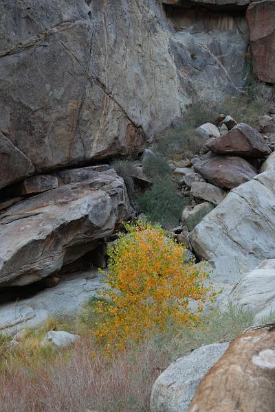 socal115.JPG - Anza-Borrego Desert State Park.  Leaves are changing color.