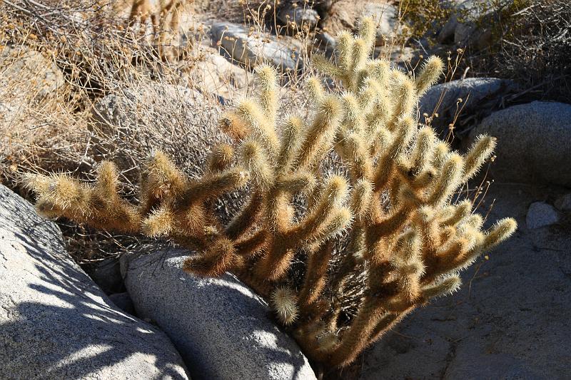 socal123.JPG - Anza-Borrego Desert State Park.  Lots of prickly plants here.