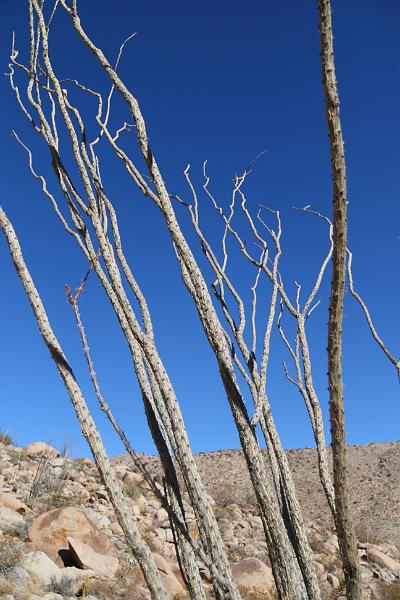 socal138.JPG - Anza-Borrego Desert State Park
