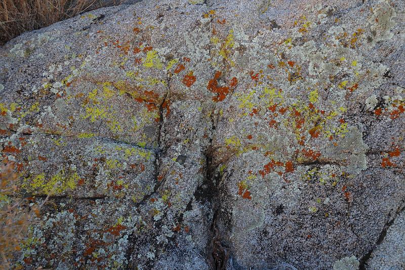 socal155.JPG - Anza-Borrego Desert State Park.  Stuff growing on the rock.