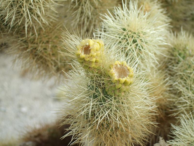 socal265.JPG - Anza-Borrego Desert State Park.  Creepy plant.