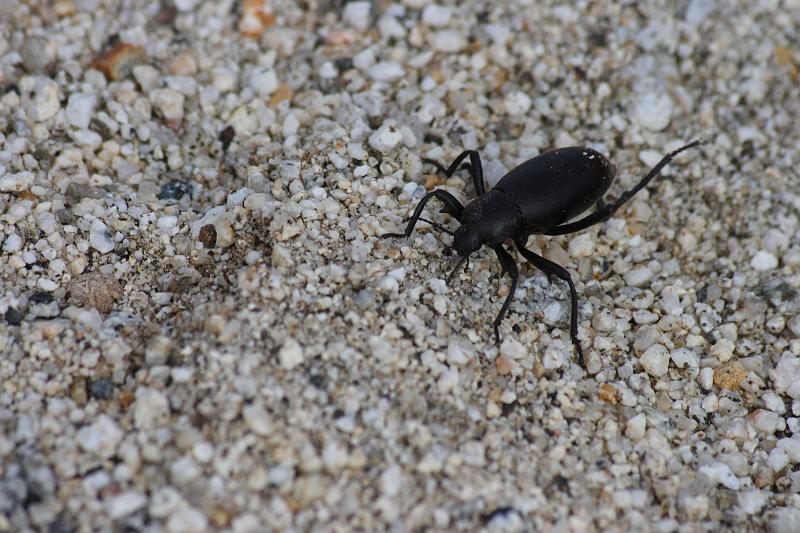socal276.JPG - Anza-Borrego Desert State Park.  Big bug.