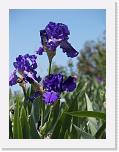 100_4722 * Nola's Iris Garden is in the East San Jose foothills * 1944 x 2592 * (1.94MB)