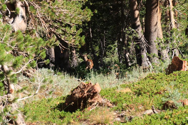 backpacking156.JPG - Hi Bambi.