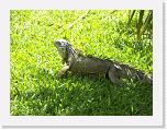 100_4833 * Iguana. * 2592 x 1944 * (2.94MB)