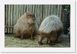 happyhollow008 * Capybara, the world's largest rodent species. * 3888 x 2592 * (3.39MB)