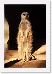 happyhollow028 * Meerkat. * 2592 x 3888 * (2.22MB)