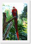 happyhollow046 * Scarlet Macaw. * 2592 x 3888 * (1.54MB)