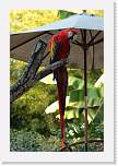 happyhollow049 * Scarlet Macaw. * 2592 x 3888 * (2.85MB)