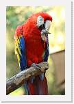 happyhollow052 * Scarlet Macaw. * 2592 x 3888 * (2.22MB)