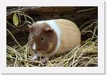 happyhollow058 * Guinea Pig. * 3888 x 2592 * (2.29MB)