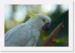 happyhollow064 * Sulfur Crested Cockatoo. * 3888 x 2592 * (2.06MB)