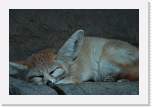 happyhollow070 * Fennec Fox. * 3888 x 2592 * (1.61MB)