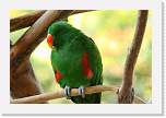 happyhollow116 * Eclectus Parrot. * 3888 x 2592 * (2.34MB)