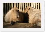 happyhollow128 * Capybara. * 3888 x 2592 * (2.82MB)