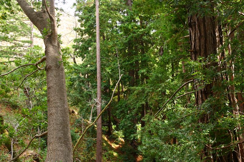 Monterey287.JPG - Garrapata State Park.  We learned that this forested area was a detour from the hike that we were planning on taking.