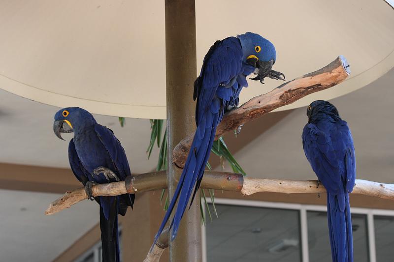 FlaNY2008May081.JPG - I had never seen these parrots before.