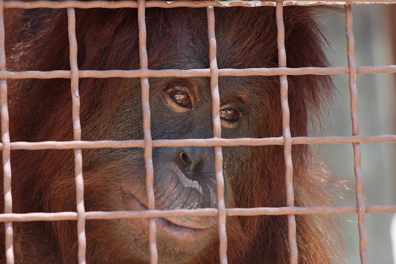 FlaNY2008May111.JPG - Jungle Island.  They have more than just parrots there now.  An orangutan.