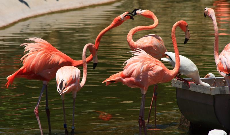 FlaNY2008May149.JPG - Flamingos.