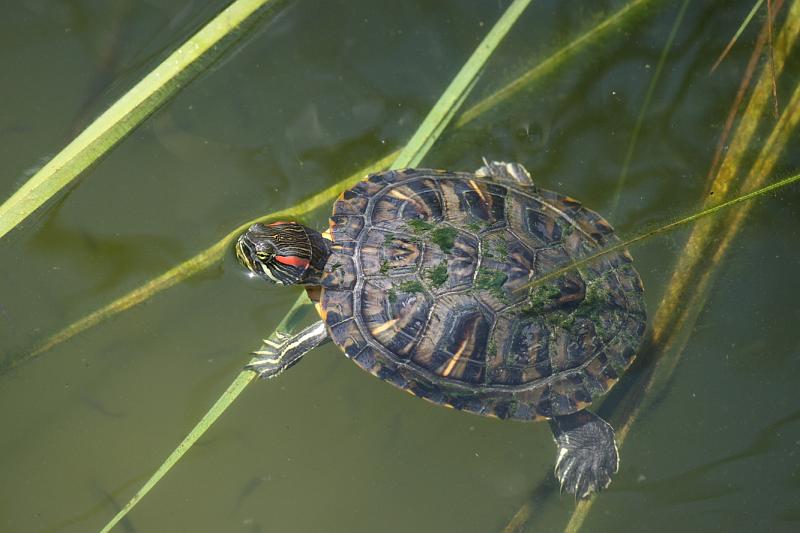 FlaNY2008May169.JPG - Turtle.