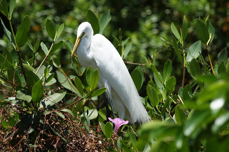 FlaNY2008May172.JPG - Ibis.