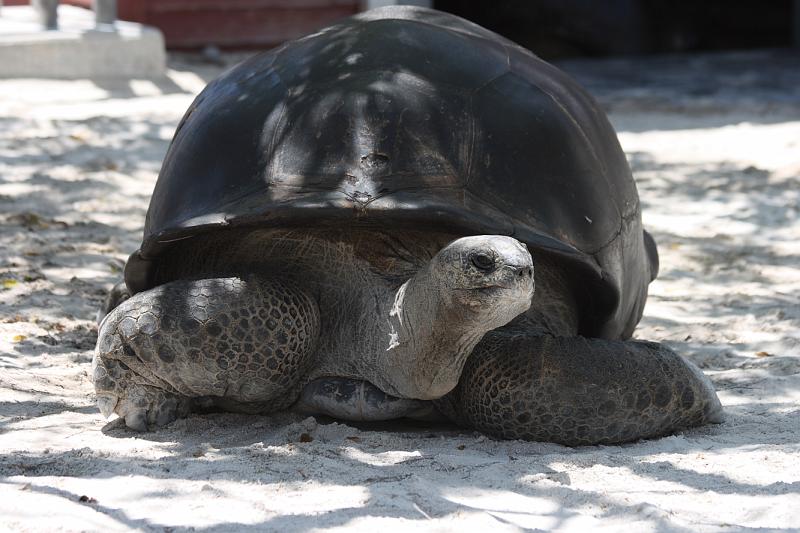 FlaNY2008May211.JPG - Giant tortoise.