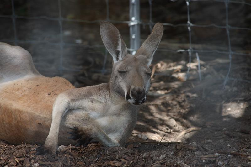 FlaNY2008May216.JPG - Kangaroo taking a nap.