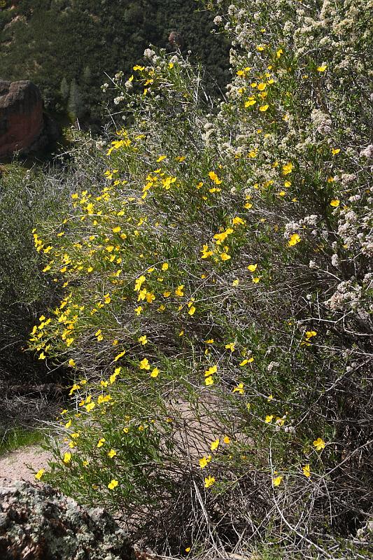 pinnacles110.JPG - Pinnacles.  More wildflowers.