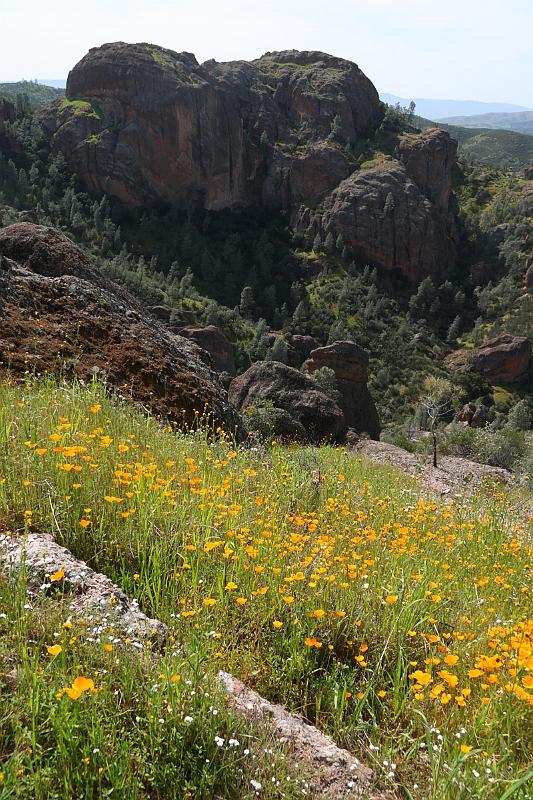 pinnacles111.JPG - Pinnacles.  More poppies.