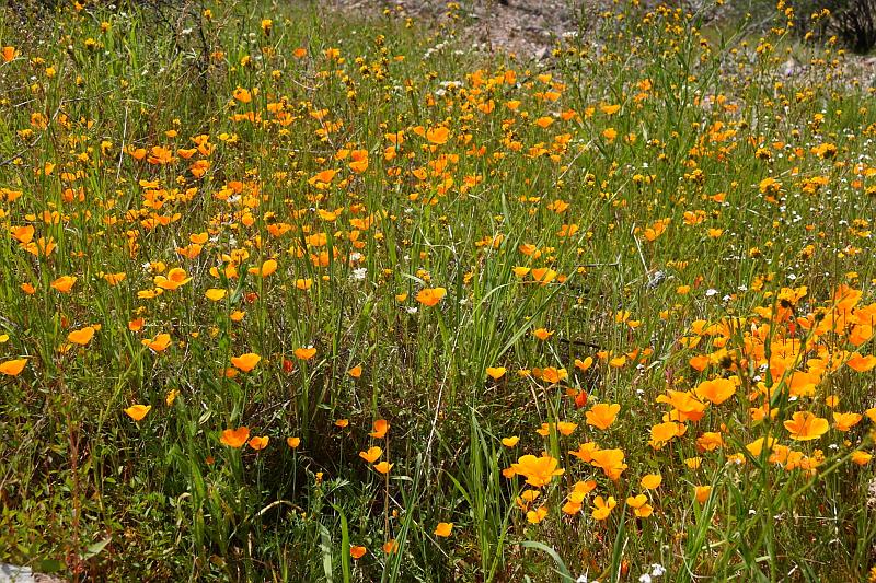 pinnacles112.JPG - Pinnacles.  More poppies.