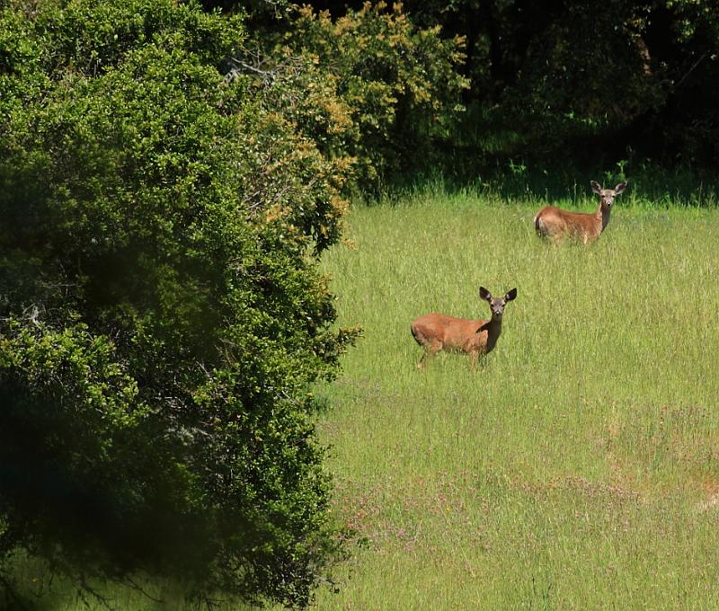 russianridge57.JPG - We spotted a couple of deer.