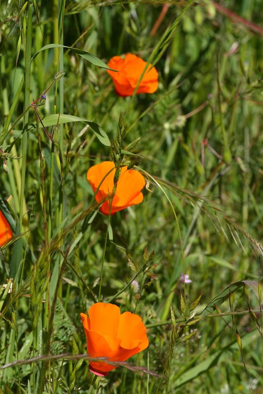 russianridge61.JPG - Three poppies in a row.