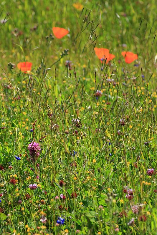 russianridge66.JPG - A variety of flowers all together.