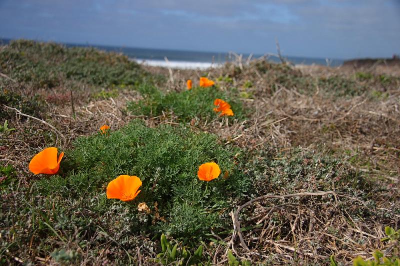 slo043.JPG - Montana de Oro State Park.   California poppies starting to bloom.