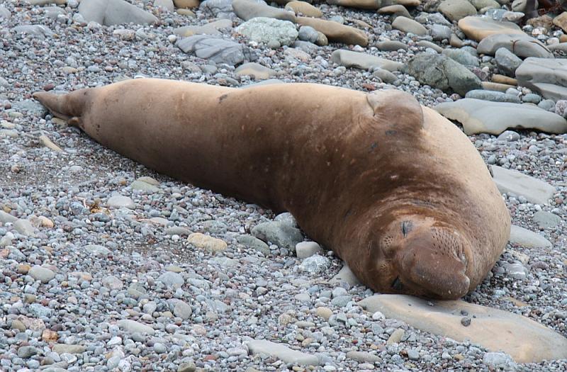 slo172.JPG - Elephant seals.