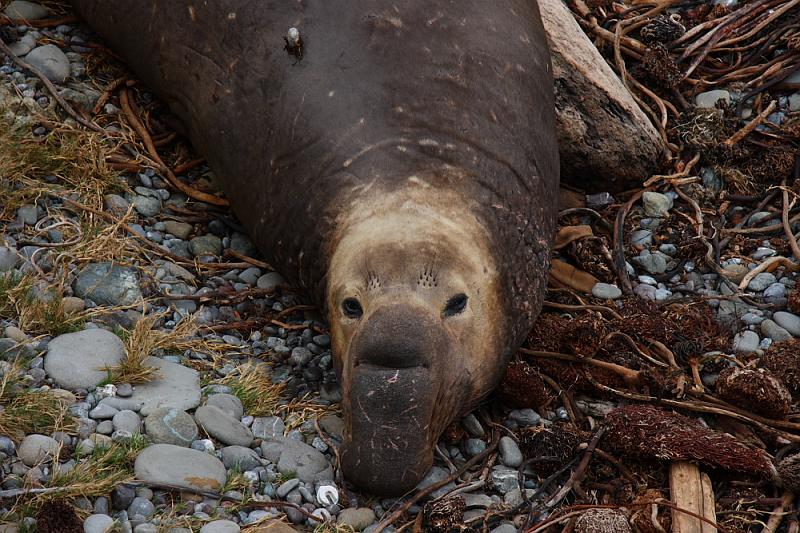 slo183.JPG - Elephant seals.