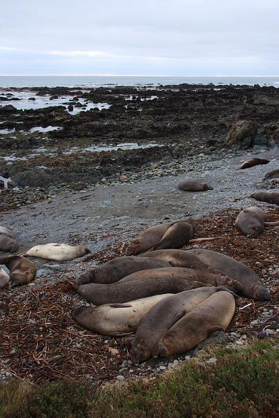 slo187.JPG - Elephant seals.