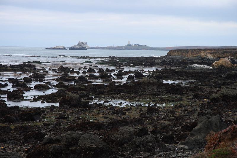 slo189.JPG - Elephant seals.