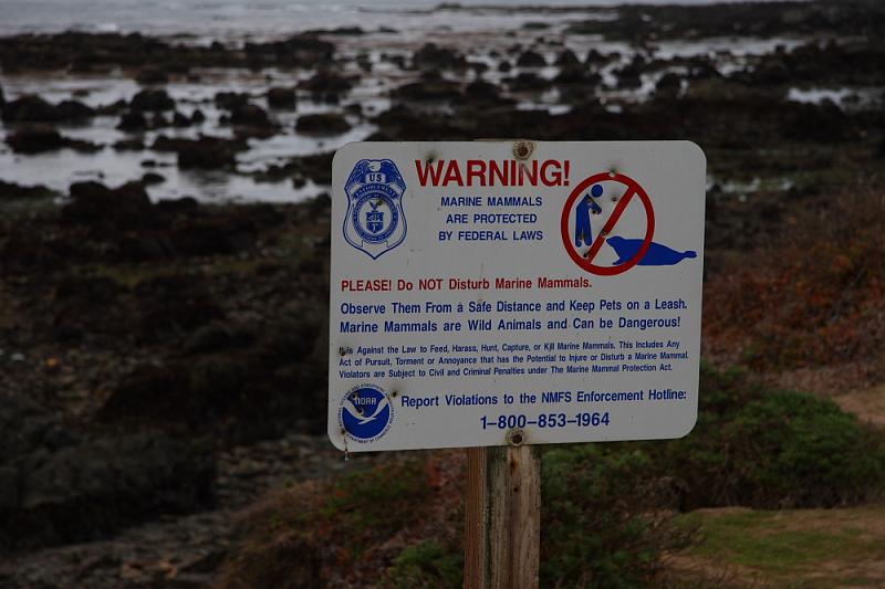 slo190.JPG - Elephant seals.    We're now at the second vista point stop.