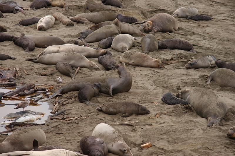 slo193.JPG - Elephant seals.