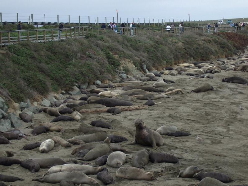 slo197.JPG - Elephant seals.